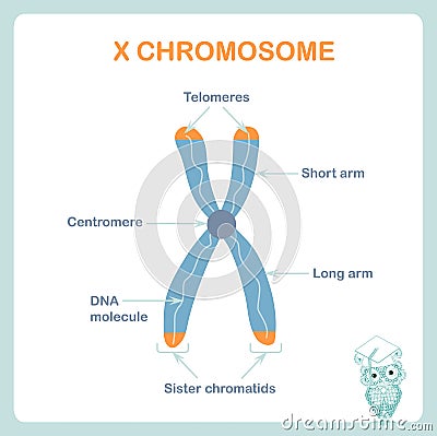 X chromosome sheme, DNA, telomeres are protective caps on the end of chromosomes, short arm, long arm Vector Illustration